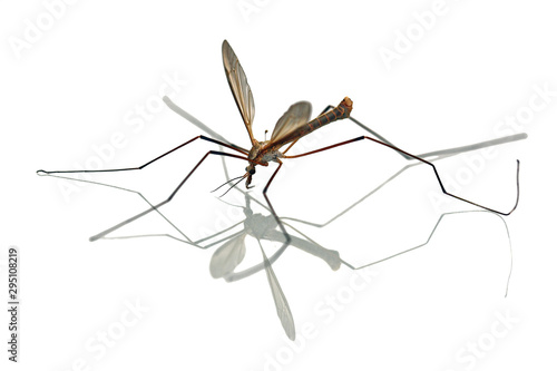 Crane Fly, Tipuludae, Daddy-Longlegs isolated on white background