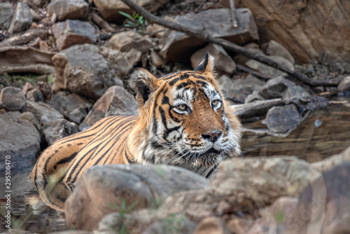 Tiger amongst rocks