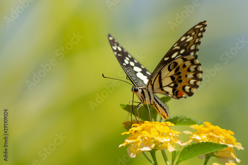 Eastern Tiger Swallowtail Butterfly found in northeast Asia. © jatupron