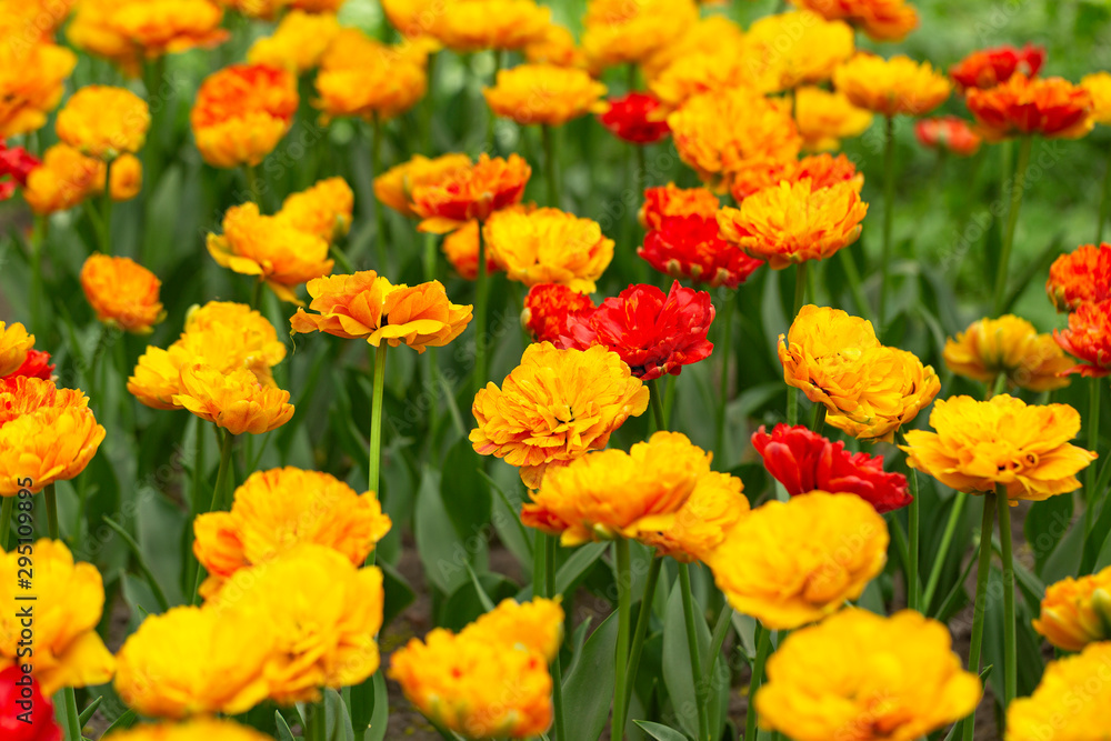 Flowers in garden, red and orange tulips. Beautiful colourful tulip background in spring. Natural view of flower blooming in the garden. Selective focus. 