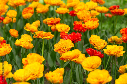 Flowers in garden, red and orange tulips. Beautiful colourful tulip background in spring. Natural view of flower blooming in the garden. Selective focus.  © Elena Verba