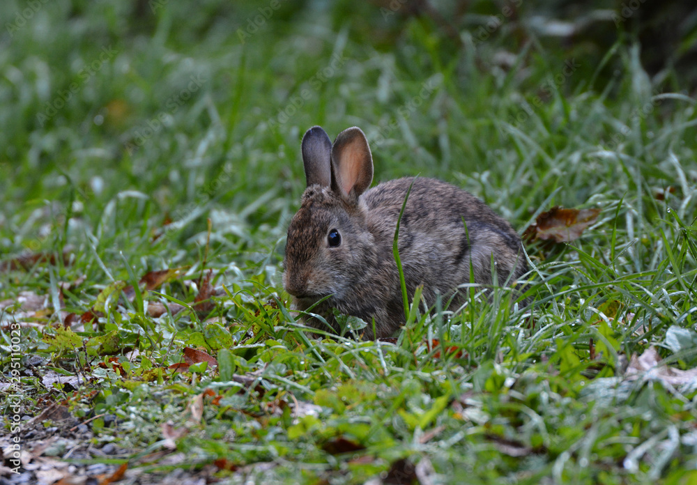 Fototapeta premium Cottontail Rabbit in grass