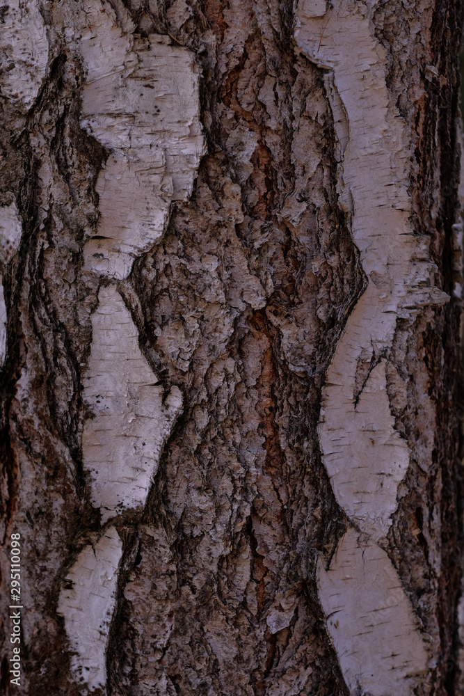  birch bark texture. White wood background. Tree close up. Nature backdrop.  Wallpaper.  