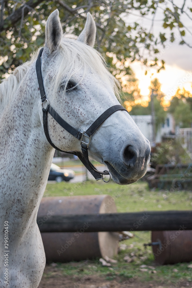 Obraz premium Caballo 14