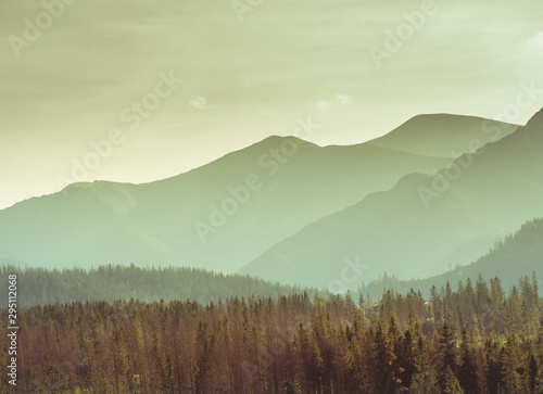 Mountain landscape - misty hills, forest