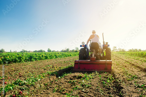 Tractor cultivates the soil after harvesting. A farmer plows a field. Pepper plantations. Seasonal farm work. Agriculture crops. Farming, farmland. Selective focus photo