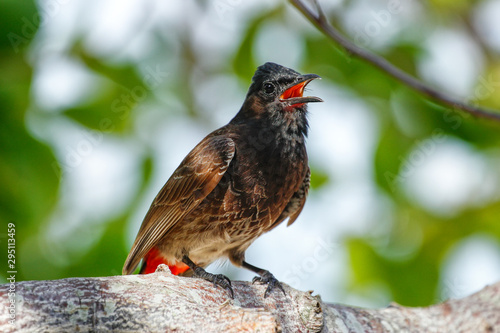 Red-vented bulbul (Pycnonotus cafer) sitting on a tree photo