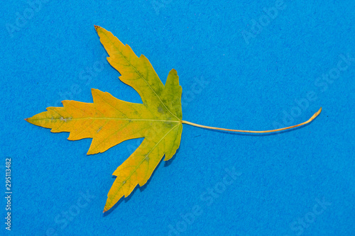 Greenish-Yellow Autumn Leaf on Blue Background With Copy Space on The Right Side