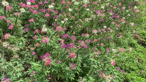 Beautiful flowers in the garden