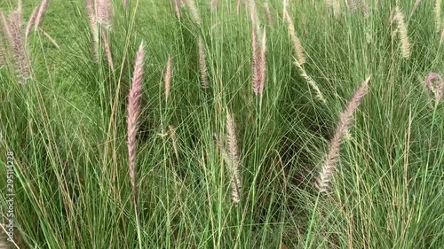 grass flowers in the garden