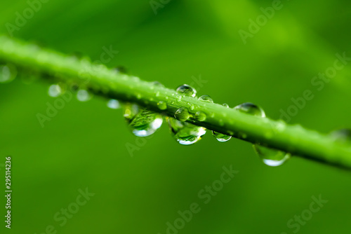 Closeup image of green grass with raindrops at morning sunshine as a natural background.