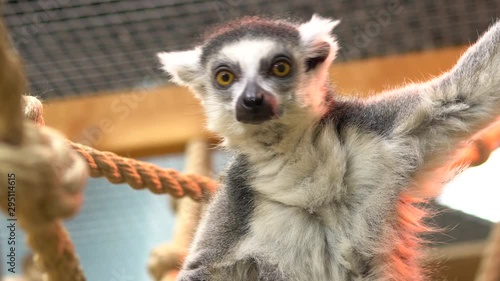 Ring-tailed lemur Sits on a branch and looks. Lemur tropical animal