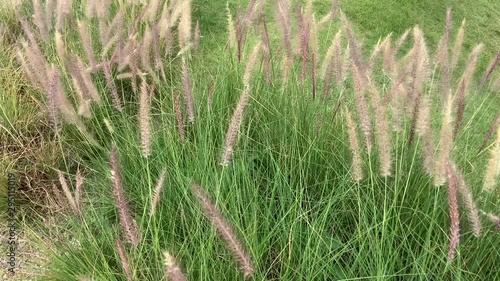 grass flowers in the garden