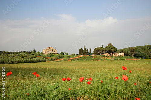 Traumhafter Blick auf auf eine Blumenwiese mit blühendem Mohn und Ginster in Mitten der hügeligne weiten Toskanalandschaft  photo