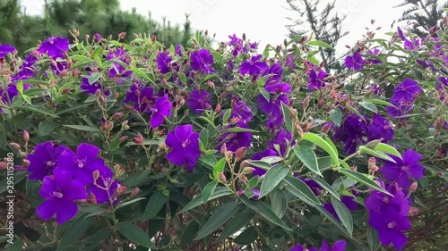 Beautiful flowers in the garden