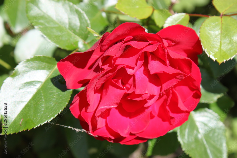 red rose in garden