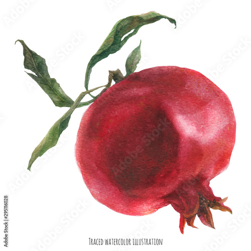 Big fresh red pomegranate fruit, watercolor traced illustration