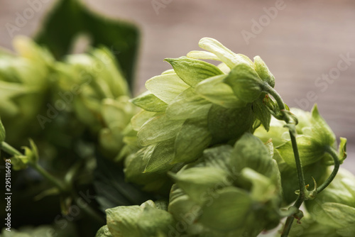 close up view of green fresh hop