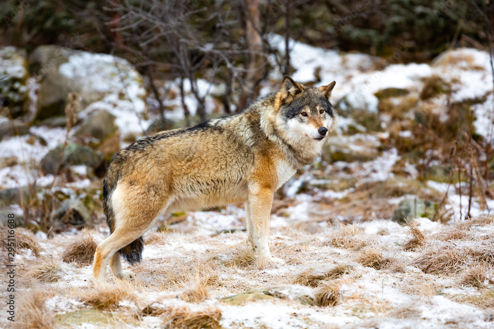 Magnificent wolf standing in the forest in early winter Magnificent wolf standing in the forest in early winter