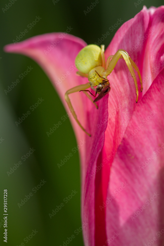 Naklejka premium Misumena vatia - Day 4