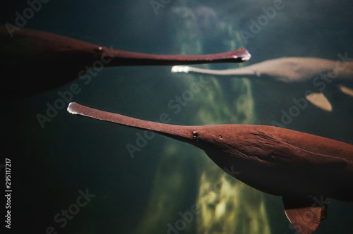 The American paddlefish (Polyodon spathula) is a species of basal ray-finned fish closely related to sturgeons. Underwater photo of three brown fish with long noses.