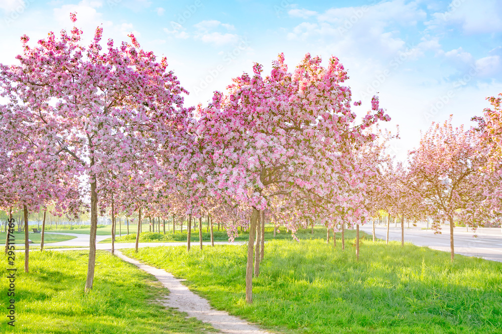 Beautiful cherry blossoms background. Romantic walkway under the blossoming sakura trees
