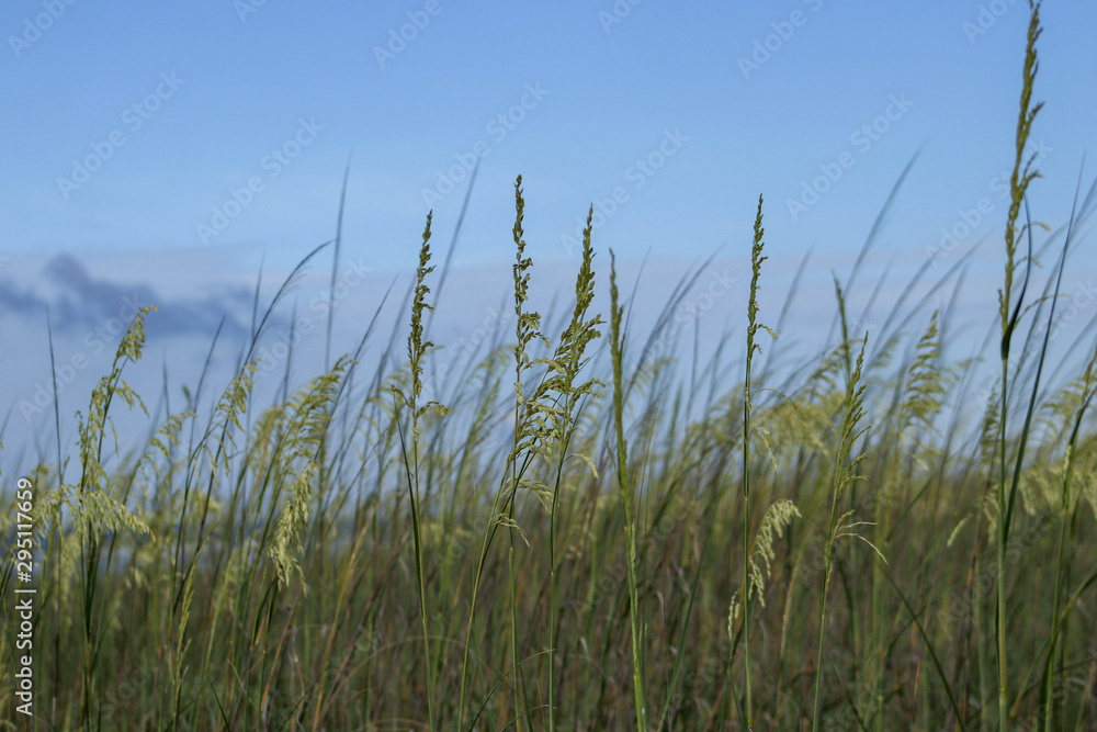 Beach grasses