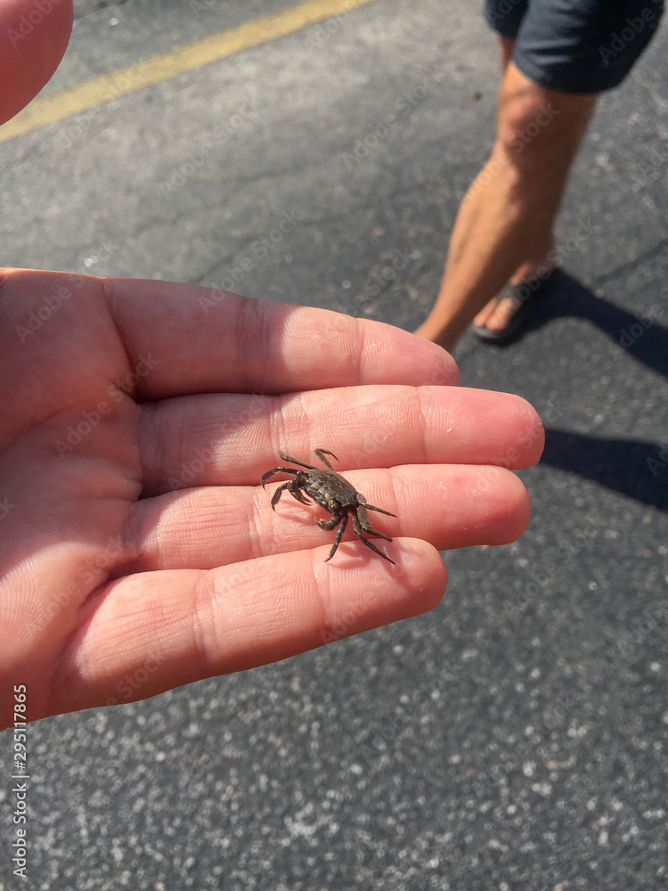Beach Crab Beach Crab