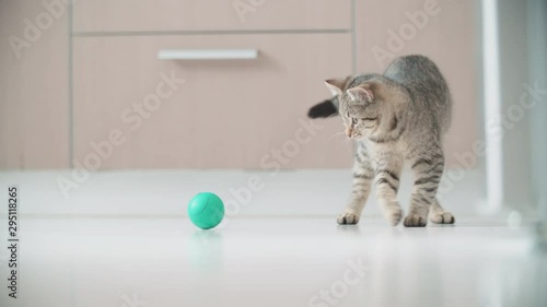 Energetic little kitten playing with a green ball 4K. Long shot slow motion tracking a small cat around the apartment playing with small ball.
