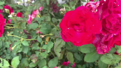 Beautiful red roses in the garden
