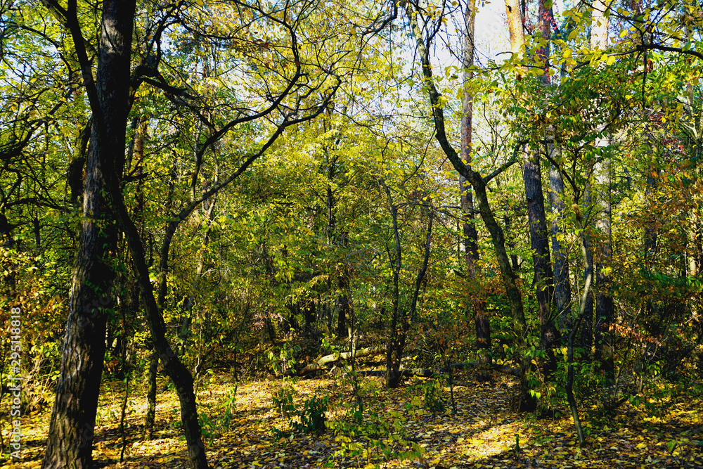 Landscape in the forest at the beginning of autumn, yellow and green leaves. selective focus Landscape in the forest at the beginning of autumn, yellow and green leaves. selective focus