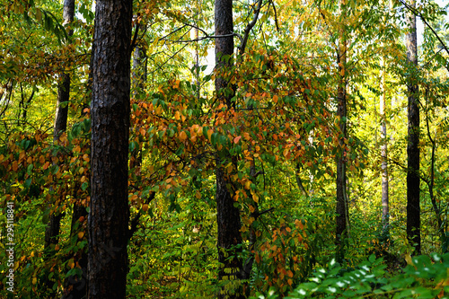  Landscape in the forest at the beginning of autumn, yellow and green leaves. selective focus 
