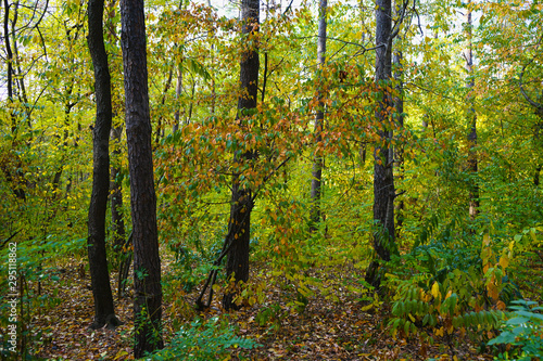  Landscape in the forest at the beginning of autumn, yellow and green leaves. selective focus 