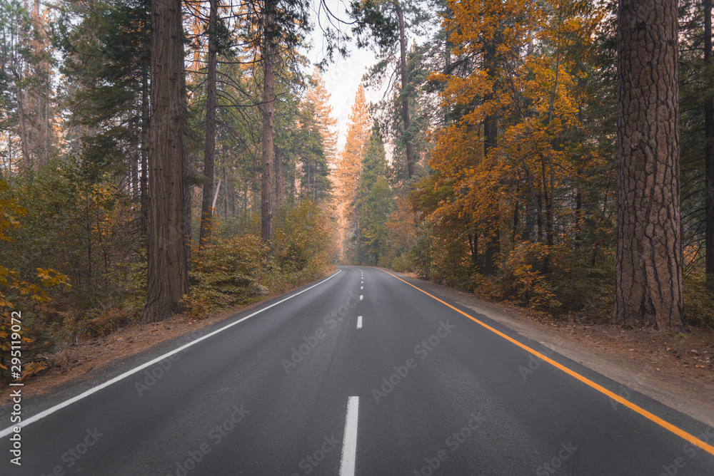 Fototapeta premium Road through scenic autumn forest