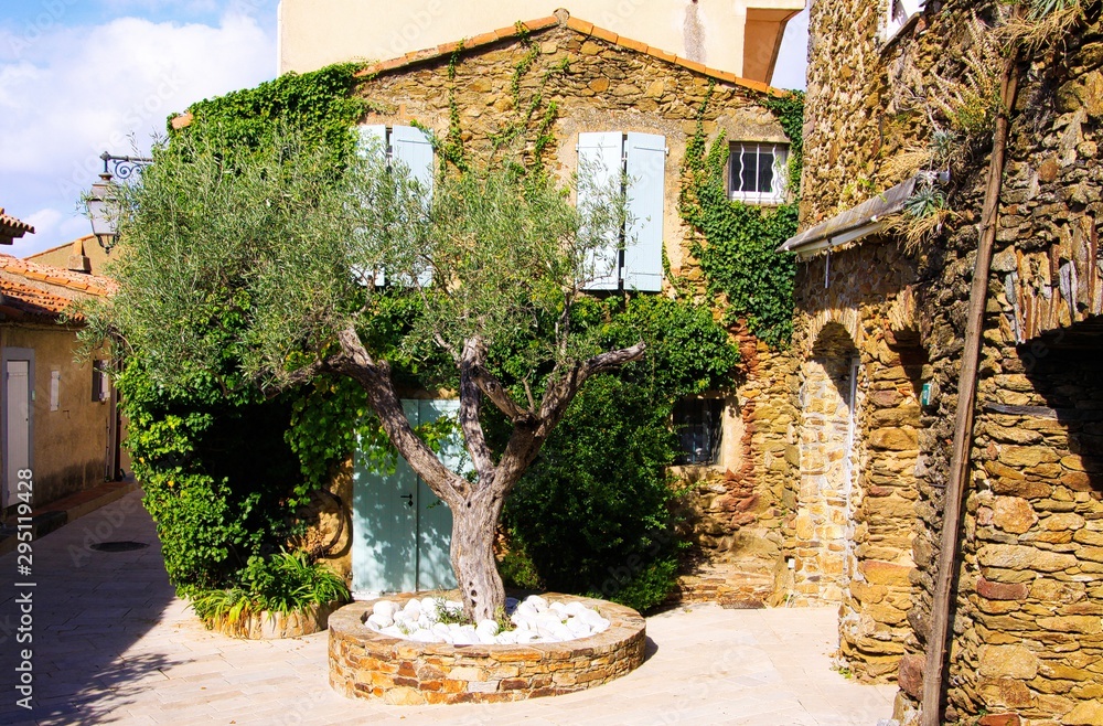 view-on-square-with-green-olive-tree-and-typical-french-mediterranean