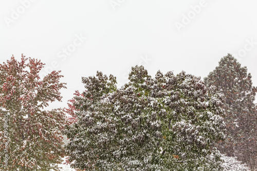 Snow Falling On Treetops In Autumn While Leaves Are Still Changing