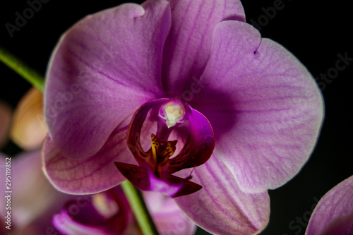 orchid on black background close up