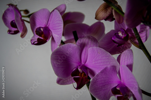 orchid on white background, close up.