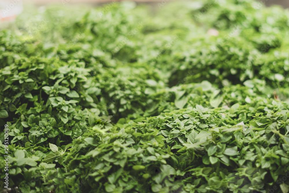 Fresh green basil. Presenting in a shop window. Organization of a microclimate for greens. Selective focus. Fresh green basil. Presenting in a shop window. Organization of a microclimate for greens. Selective focus.
