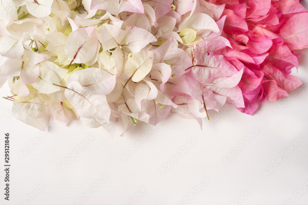 white and pink bougainvillea flower white and pink bougainvillea flower