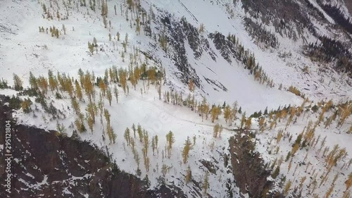 Aerial forwards shot. Golden Larches, Alpine Larches on mountain slopes, Manning Park. Calm, peaceful, snow. British Columbia
 photo