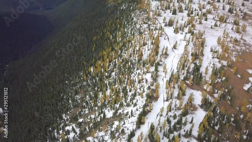 Top down aerial tilts up to reveal landscape, snow. Mountains. Golden Larches, Alpine Larches on mountain slopes, Manning Park. British Columbia
 photo