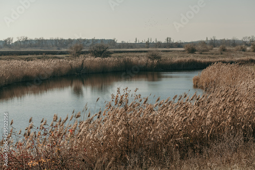 Banks of  river are overgrown with dry yellow reeds