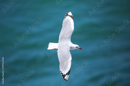 Red-billed gull flying at Taiaroa Head, Otago Peninsula, New Zealand