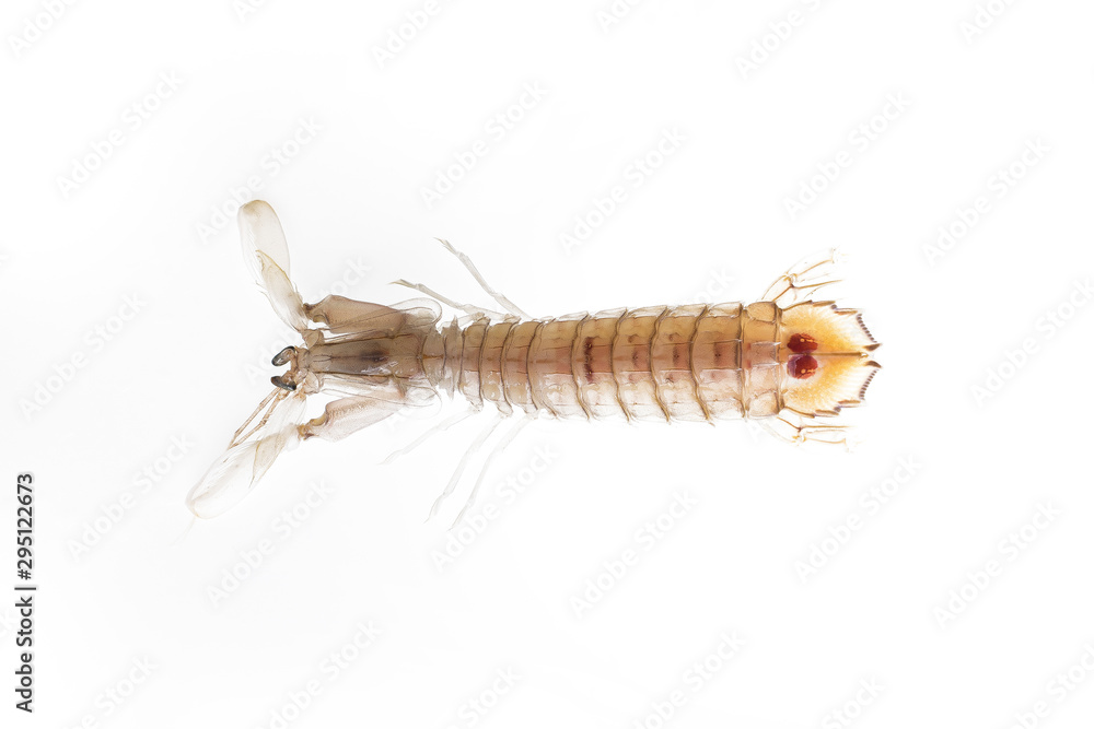 Galera fresca con fondo blanco. Squilla mantis Galera fresca con fondo blanco. Squilla mantis