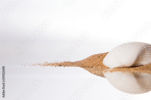 Seashell in the sand on the beach on a white background photo