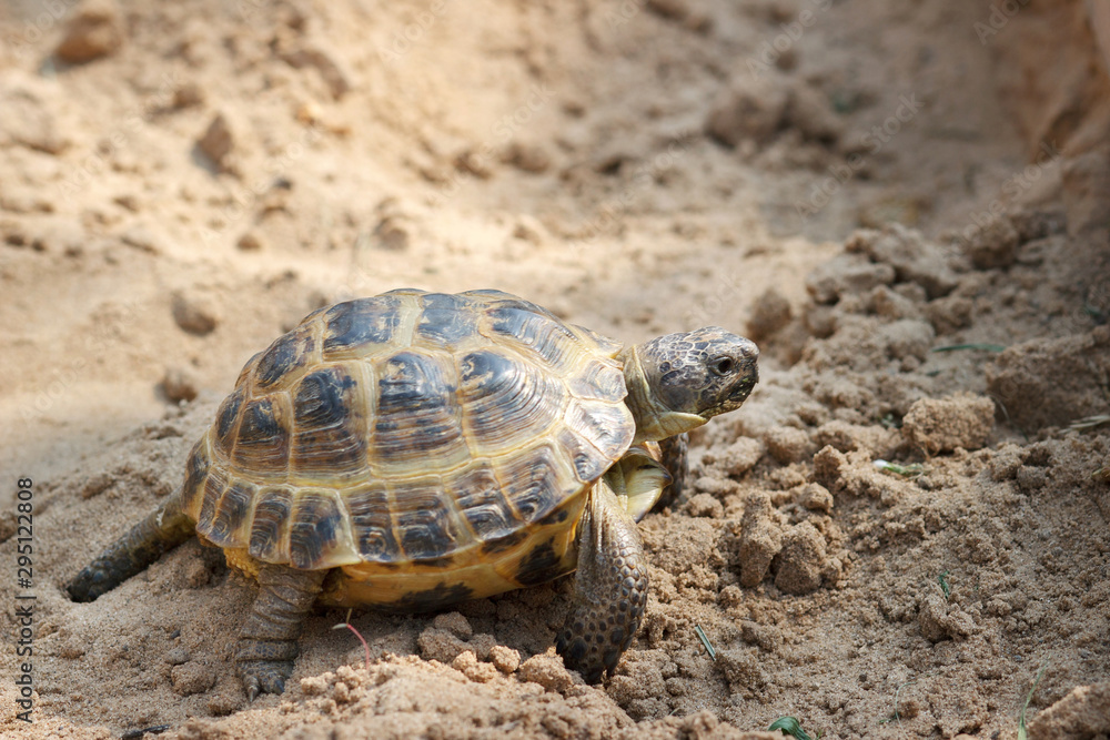 Central Asian tortoise crawling on the sand. Central Asian tortoise crawling on the sand.