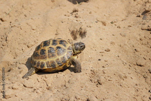 Central Asian tortoise crawling on the sand.