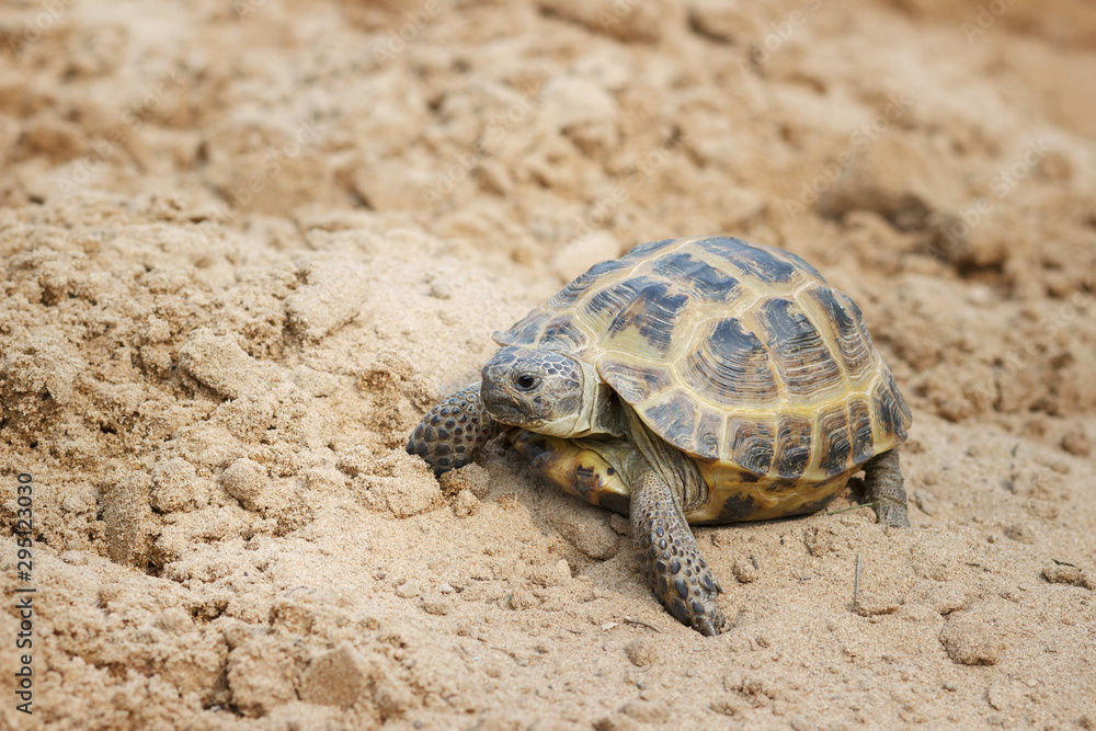 Central Asian tortoise crawling on the sand. Central Asian tortoise crawling on the sand.