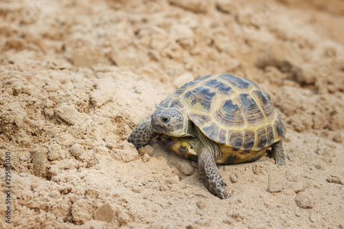 Central Asian tortoise crawling on the sand. © Elena
